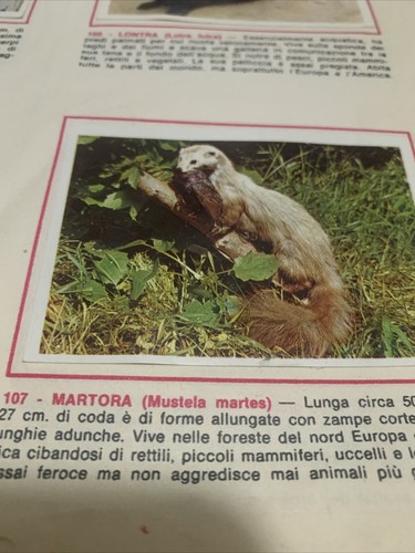 Figurina 107 animali ed - 107,