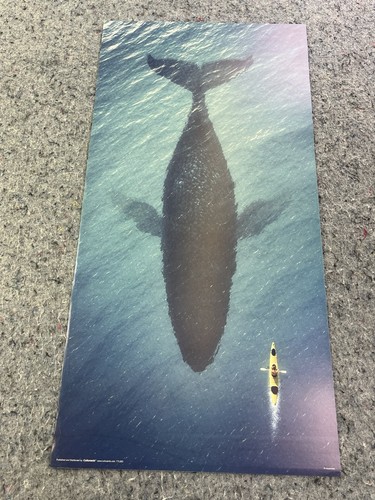 Poster big fish kayak - fish,