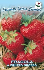 100 Semi / Seeds FRAGOLA a