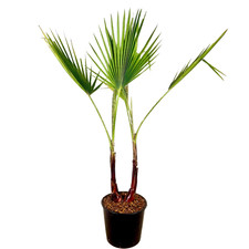 Pianta palma washingtonia - pianta, di