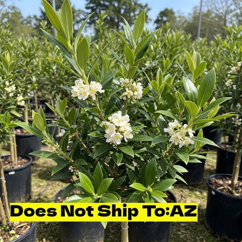 Fragrant tea olive tree - tea,