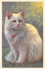 Cartolina - Postcard -