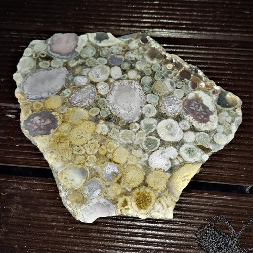 Königscobra corallo
