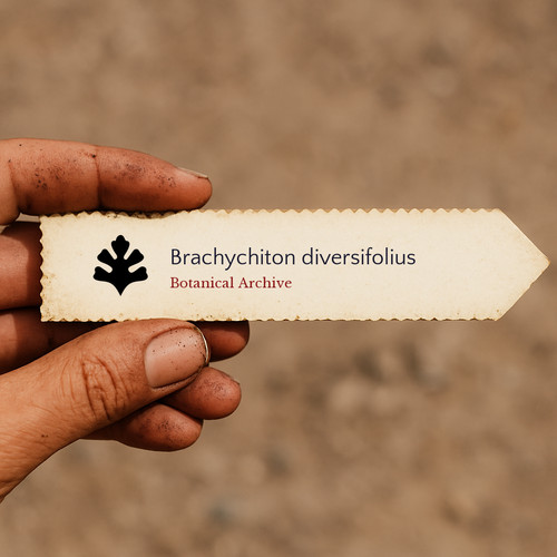 Brachychiton diversifolius - , |