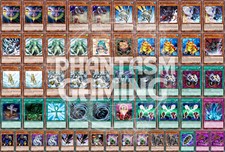 Mazzo Rana Monarca Pianta di