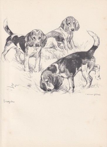 Stampa beagle dog 1938 - dog,