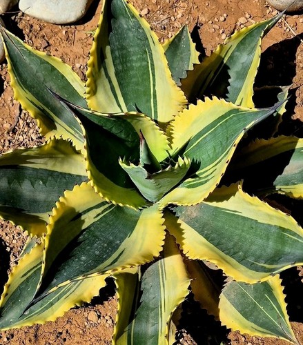 Agave ripple effect - agave,