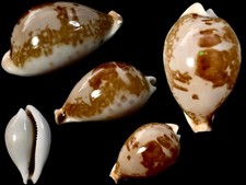 Cypraea hiraseadusta hirasei - cypraea,,
