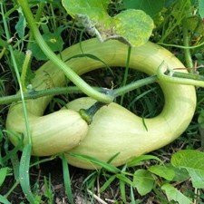 Zucca trombetta albenga 15 - di,