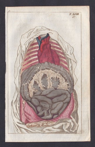 1800 budella corpo libro - 1800,