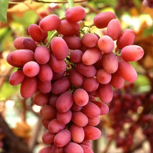 Pianta frutto uva crimson - frutto,