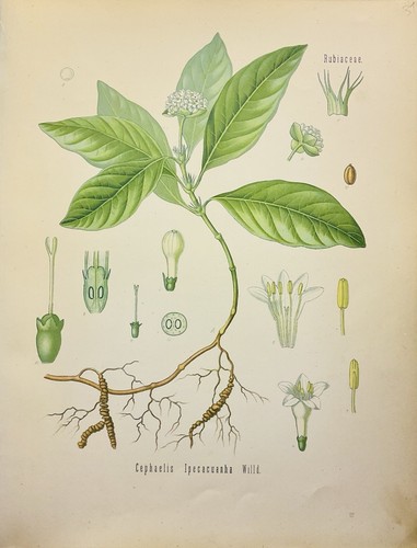 Cephaelis ipecacuanha 1886 - cephaelis,