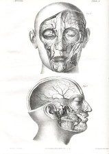 ARTERIE, LOTTO DI 3  BELLE  LITOGRAFIE ANATOMICHE 1840 ca.