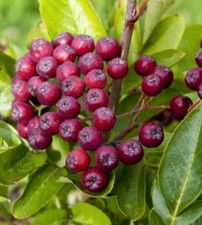 Sorbaronia fallax | Cenere ibrida di montagna | Falso chokeberry - Cenere ibrida di montagna