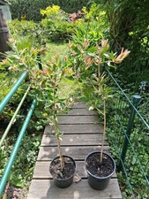 Pulitore per pipa Callistemon circa 100 cm - tronco pulitore a cilindro 