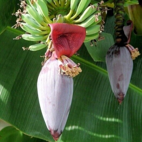 Crepe banana musa ochracea - crepe,