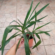 ?Vaso 2 piante YUCCA ELEPHANTIPES Crescita Rapida Alberello ❤️??+ Omaggio