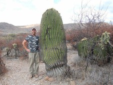 Echinocactus platyacanthus