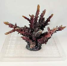 Acropora grande Decorazioni