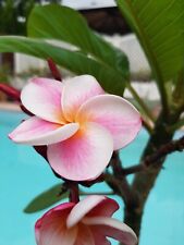Frangipani Plumeria - piante