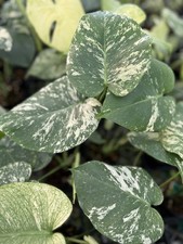 Monstera MINT Variegated Plant