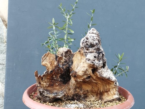 Bonsai olivastro 30x30cm - olivastro, in