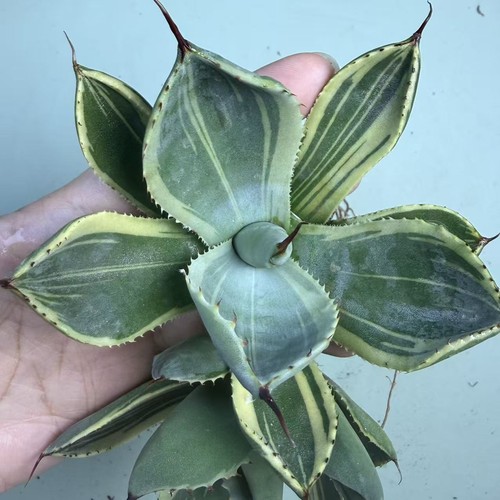 Vendita raro cactus agave - pz,