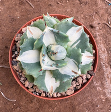 AGAVE POTATORUM VAR