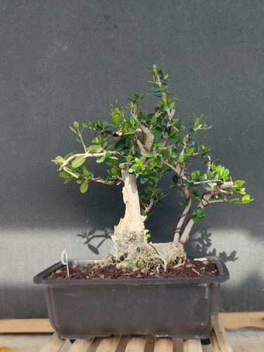 Pre bonsai olivastro - pre, (olea