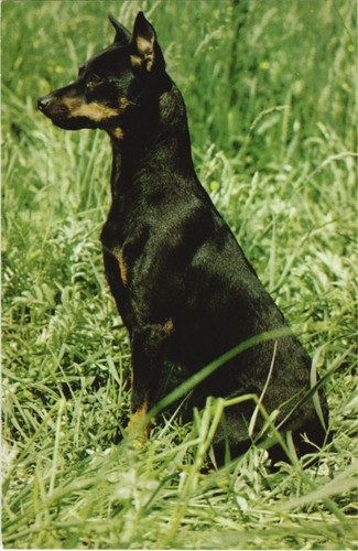 Cpa pinscher nain dog - pinscher,