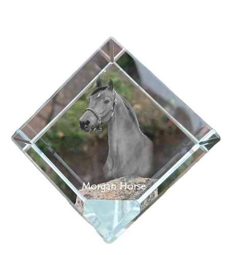 Morgan cavallo cubi - morgan,