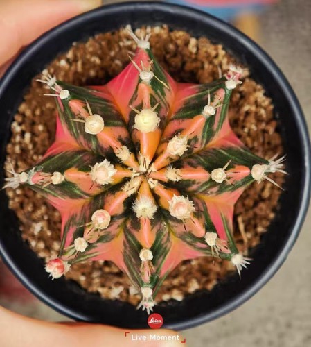 Cm gymnocalycium - 6,7,