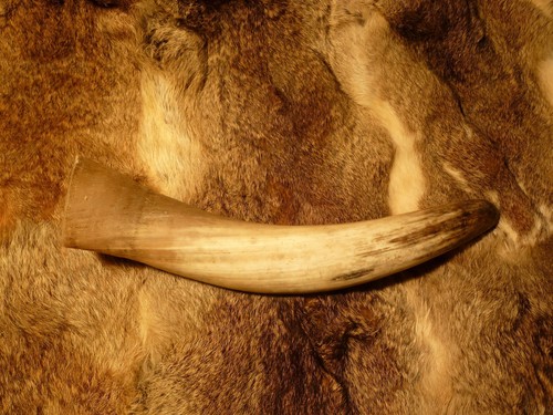 Corno chiamata naturale - corno, di