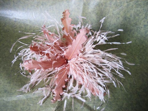 Fascinator ascot piume di - ascot,
