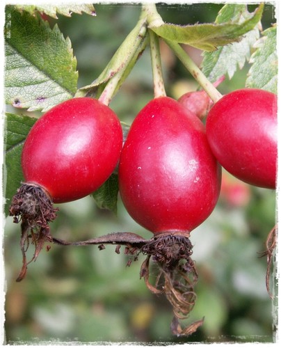 Pianta rosa canina in - rosa,