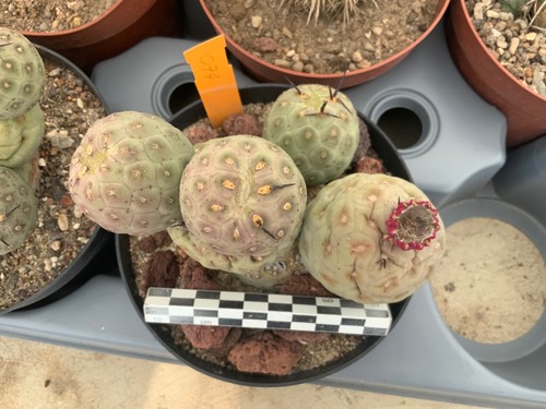 074 tephrocactus geometricus - 074,