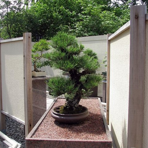 Pinus thunbergii pino - pino, nero