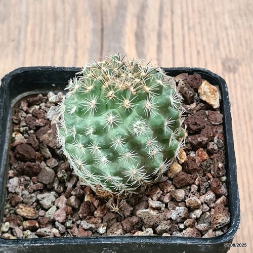 D6131 pediocactus nigrispinus - d6131,