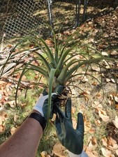 Tillandsia Velutina Air Plants