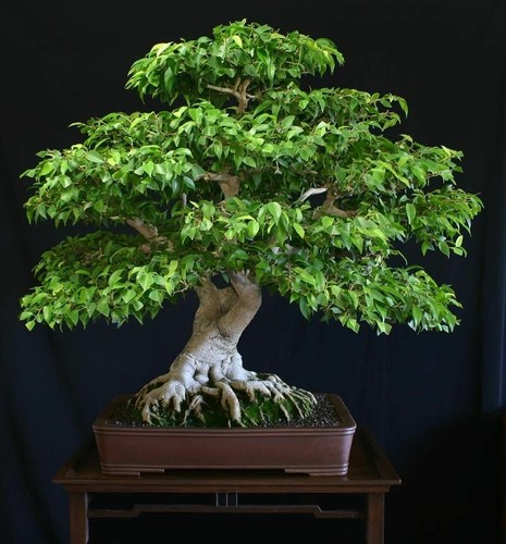 Ficus benjamina - benjamina, /