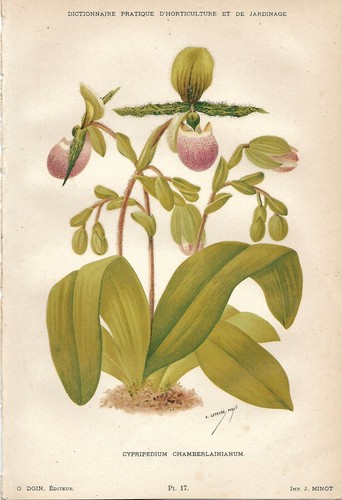 Botanica cypripedium - botanica,