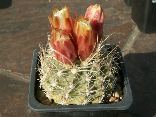 Sclerocactus pubispinus - , sb