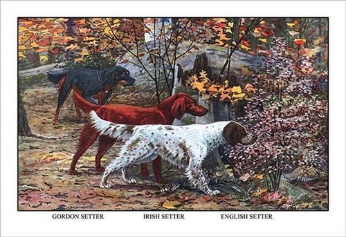 Stampa poster gordon setter - stampa,