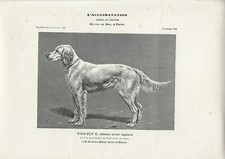 Stampa antica CANE di razza SETTER INGLESE FEMMINA 1906 Antique print dogs