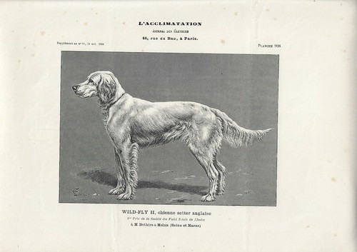 Stampa antica cane - cane, di