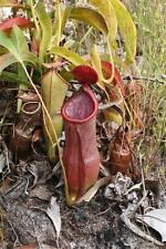 Nepenthes rowanae   10 semi 