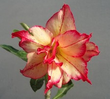 5 semi di Adenium obesum