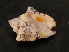 Conchiglia Shell VOLUTA MUSICA con opercolo mm 56,5  Venezuela