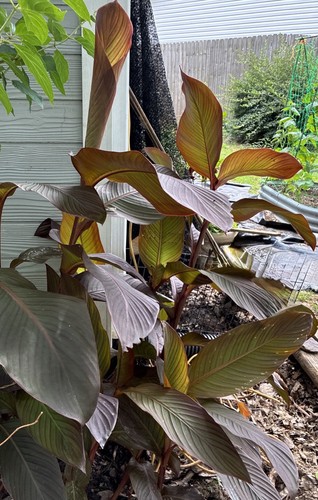 Bulbs giant canna lily - 3,