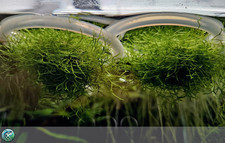 Riccia fluitans – 1 porzione (8 cm) – muschio galleggiante per acquario naturale